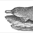 Object 15